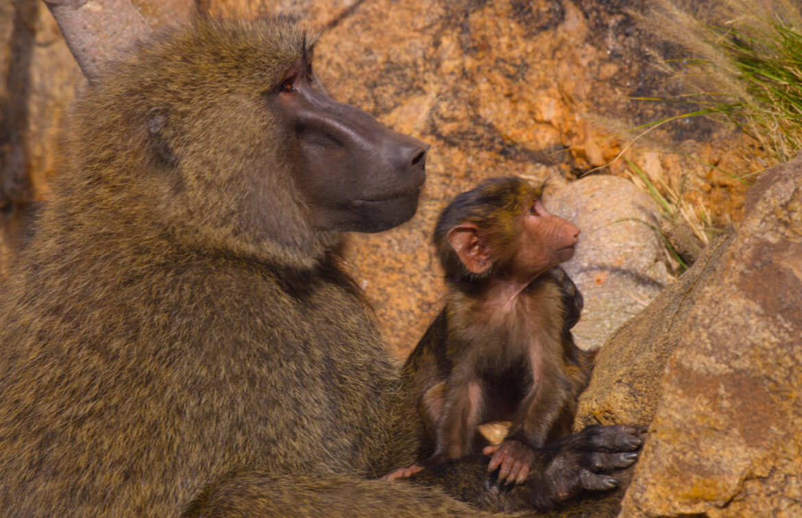 An old olive baboon has quit ruling his troop and now looks after his grandchildren in “The Secret Lives of Animals,” premiering globally December 18, 2024 on Apple TV+